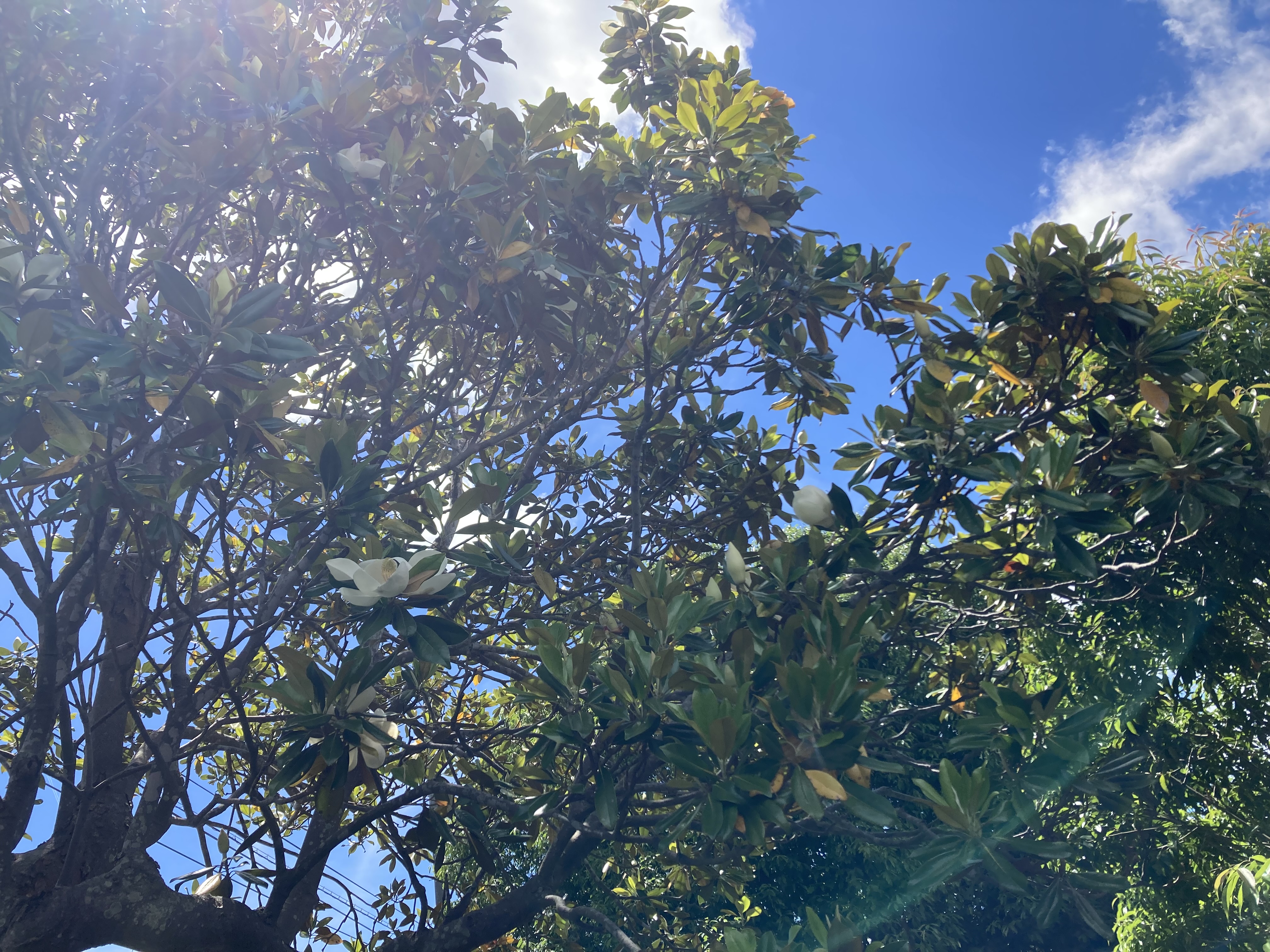 シンボルツリーと青空